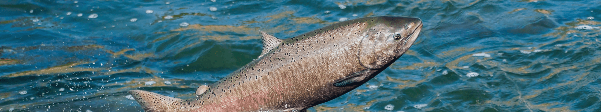 Yukon Salmon