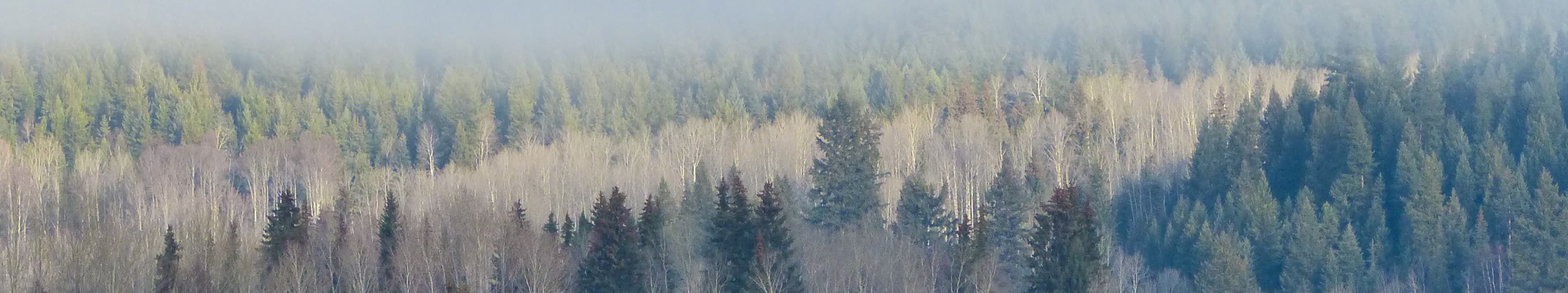 Early Morning Fog in Mountain Valley